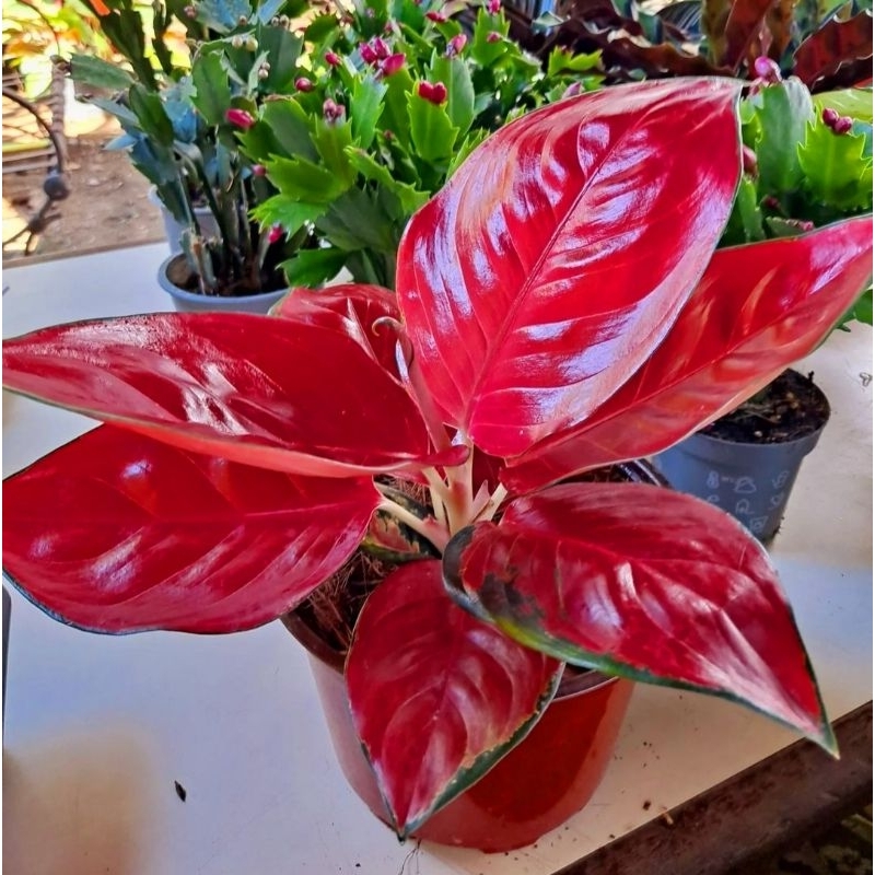 Tanaman Hias Aglonema Suksom Golden Bunga Hias Aglonema Aglaonema Suksom Golden Anakan Murah Merah B