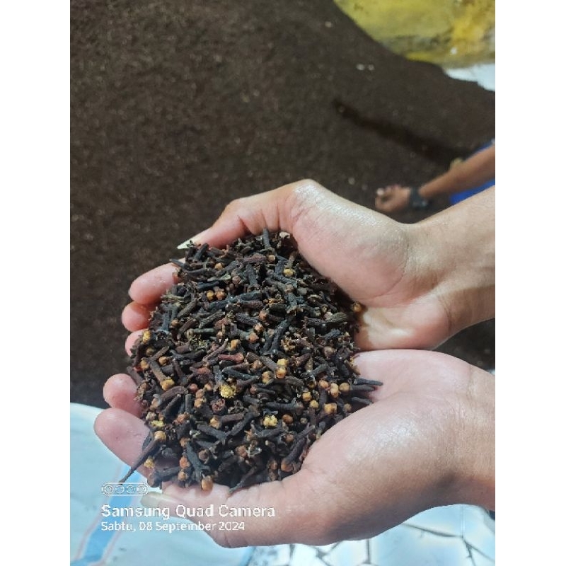 

CENGKEH ZANZIBAR AB6