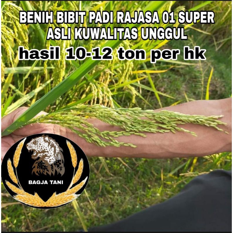 BENIH BIBIT PADI RAJASA 01 BENIH SUPER PADI UNGGUL BIBIT BERKUALITAS POTENSI HASIL 10 sampai 12 .Ton