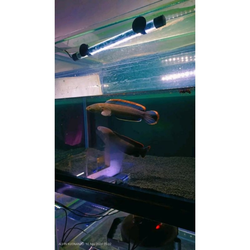 LIMBATA PAIR PROVEN FULL TELUR || Size 14-16 || Pair alami ( Gratis Ongkir)