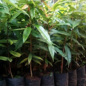 Bibit / Pohon Kayu GAHARU Aslil Super Unggulan