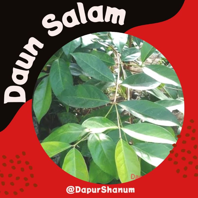 

Daun salam fresh rempah-rempah untuk sayuran un salam