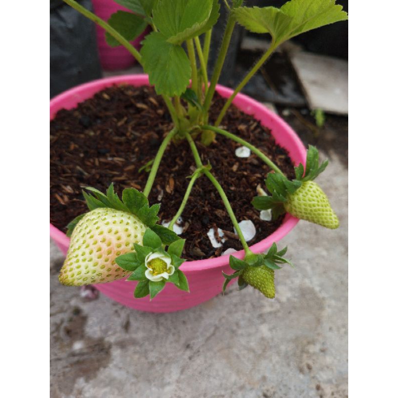 BIBIT STRAWBERRY SIAP TANAM DAN BERBUAH BERBAGAI JENIS