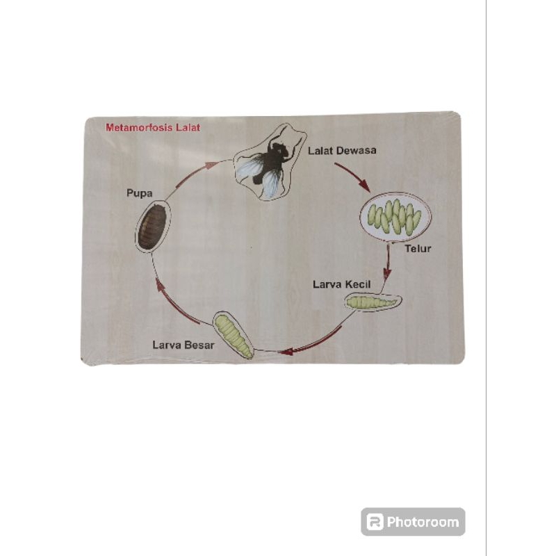 Mainan edukasi Puzzle Metamorfosis Lalat