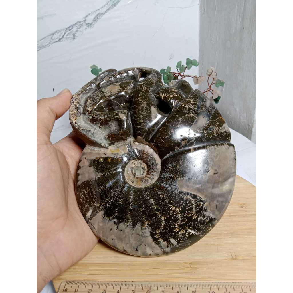Natural Snail Fossil Keong tentacle Speciment (Ammonite with tentacle) (4)