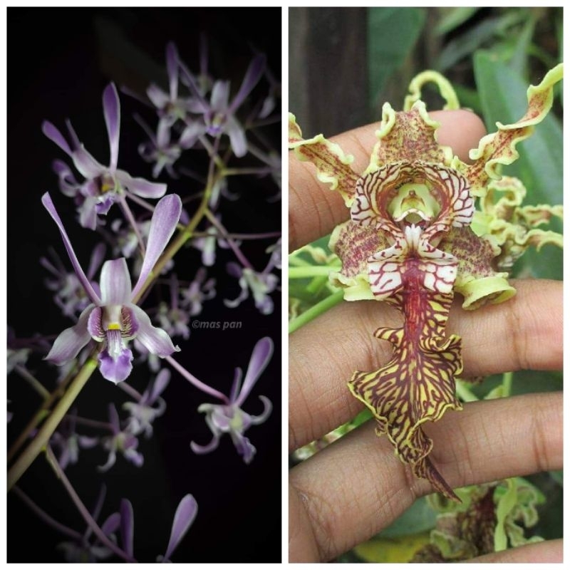 Dendrobium lineale x spectabile