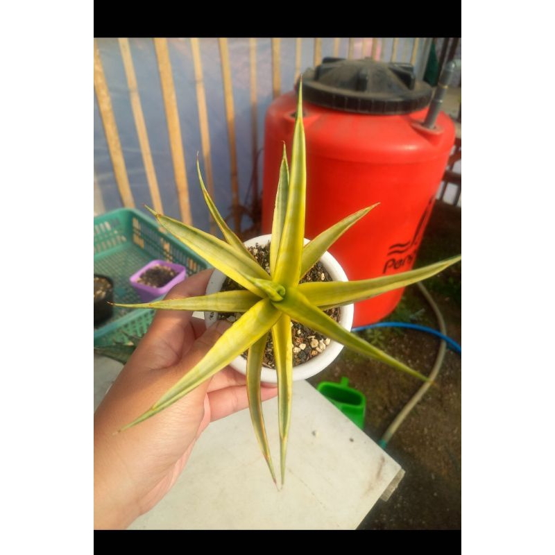 sansiviera cordova variegata