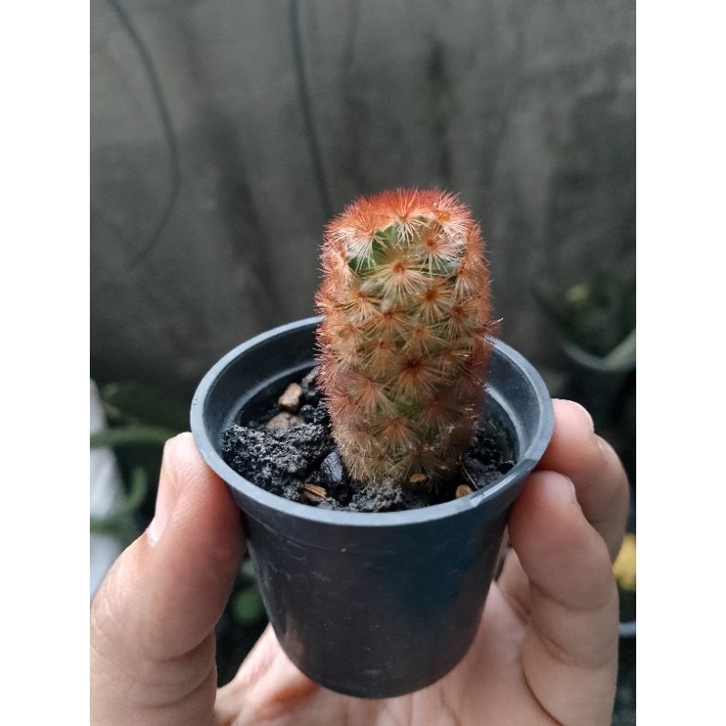 mammillaria carmenae merah
