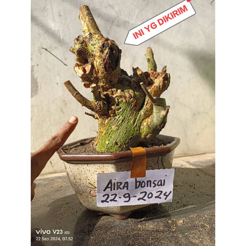 bahan bonsai serut dongkelan besar 𝙗𝙚𝙧𝙠𝙖𝙧𝙖𝙠𝙩𝙚𝙧