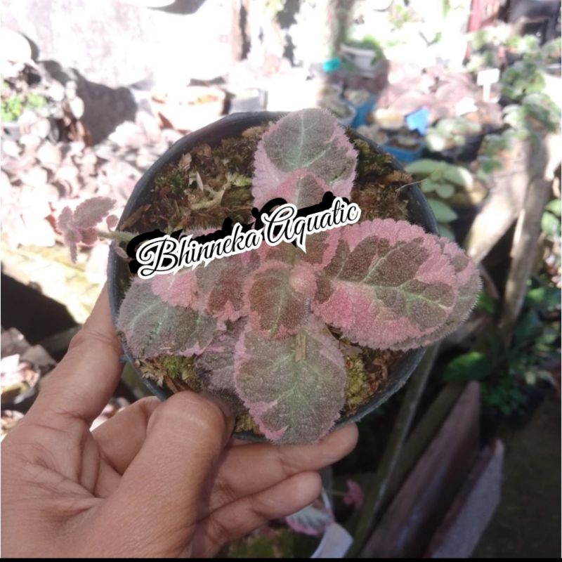 Tanaman Hias Bibit Episcia Pink Smoke Bunga pink Murah Ekonomis