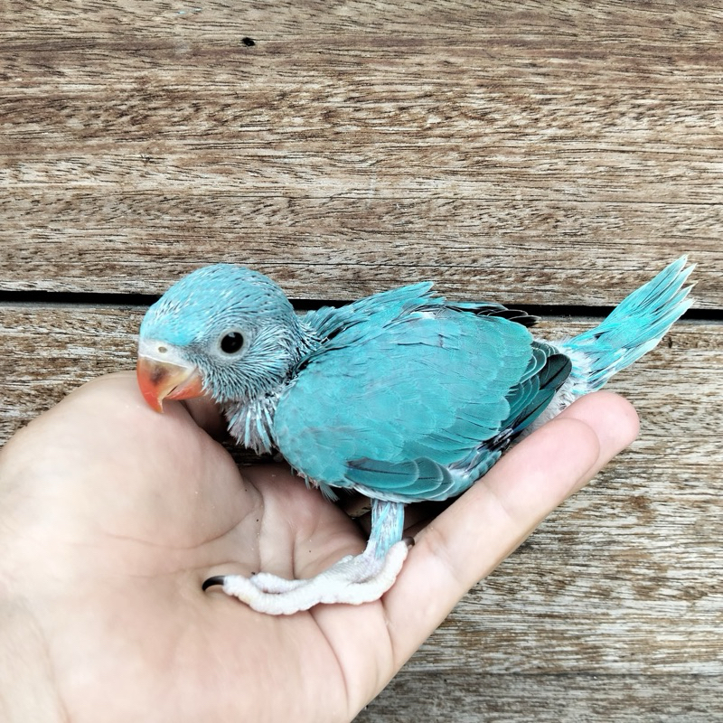 baby indian ringneck blue