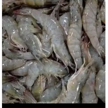 

UDANG VANAME UTUH FROZEN