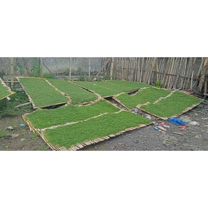 

Bintang Hj Rajang kasar