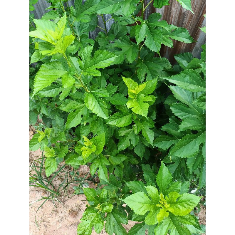 

daun murbei segar pakan sulcata, aldabra, torto, kura darat