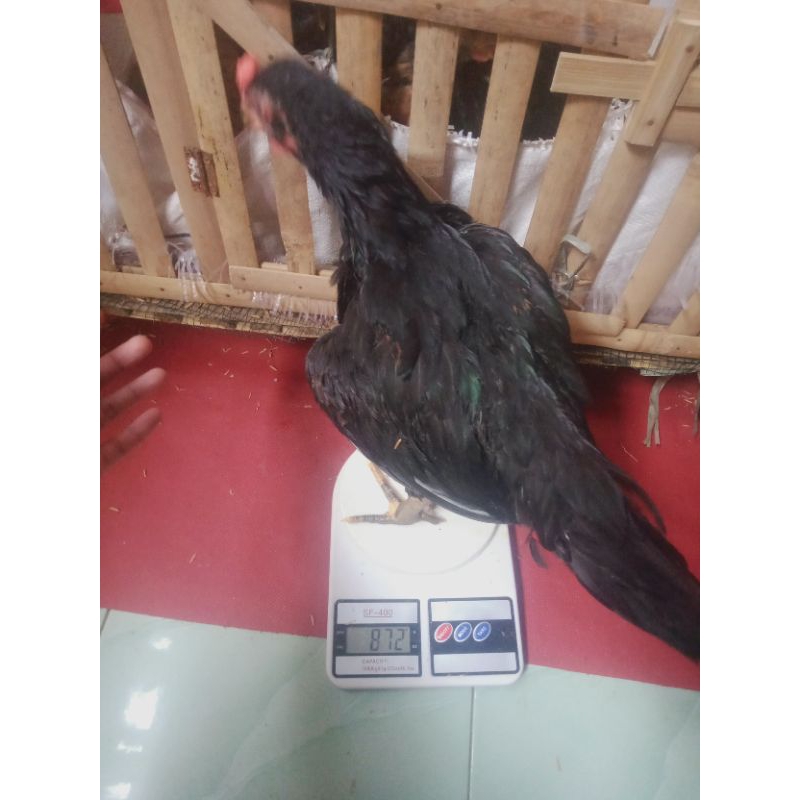 

ayam ukuran pemanggang