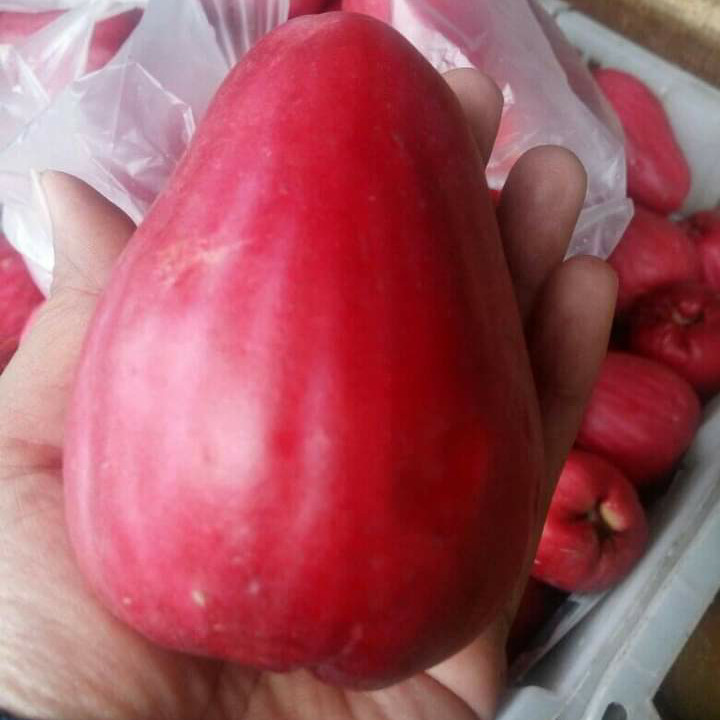 

Jambu jamaika I Jambu bol segar per kilo