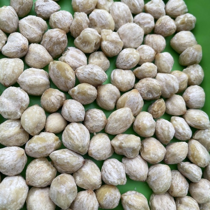 

Buah kemiri 1kg cocok untuk bumbu dapur