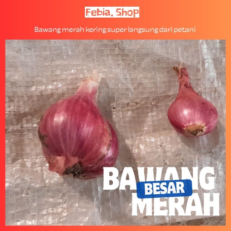 

Jual Bawang Merah Kering Besar | Bawang Merah Super | Bawang Merah | Bumbu Dapur Murah | Bumbu Berkualitas | Bawang | Rempah