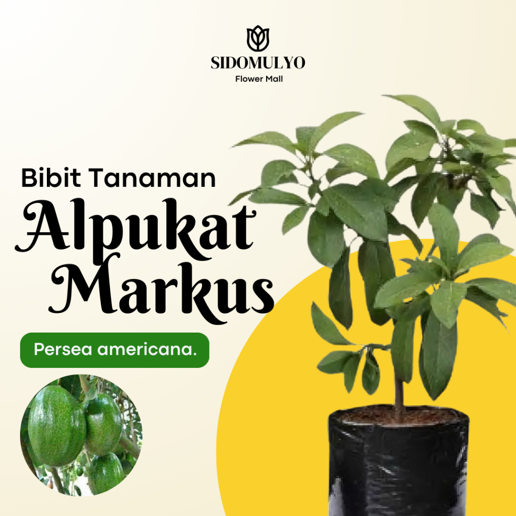 Bibit Alpukat Markus - Tanaman Buah Alpukat Jumbo Siap Berbuah Tinggi 30-40 cm