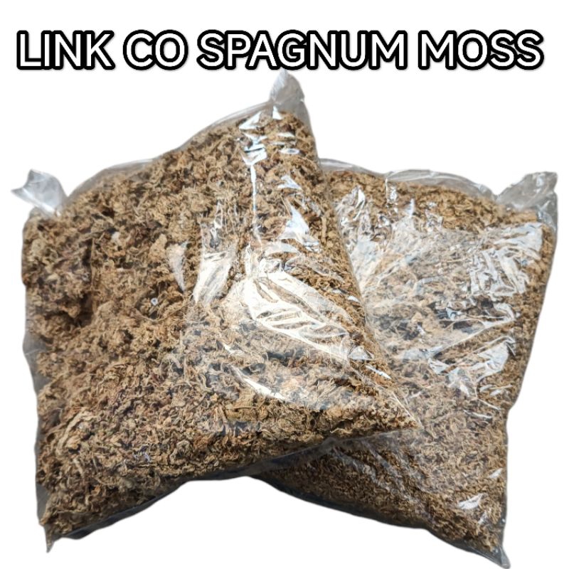 spagnum moss moss putih media tanam