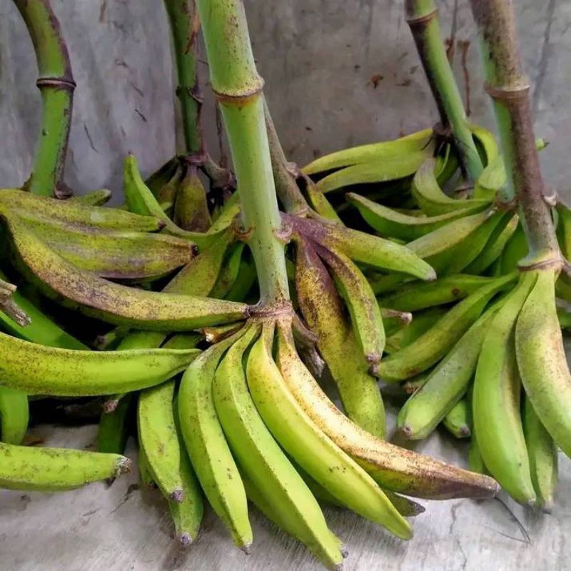 PROMO BIBIT PISANG TANDUK HIJAU/GREEN(BELI 2 GRATIS 1)