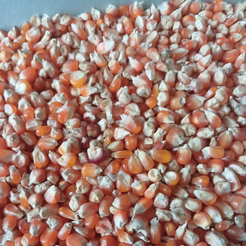 

jagung kristal