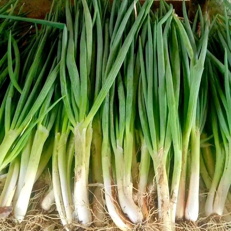 

DAUN BAWANG FRESH 500gr