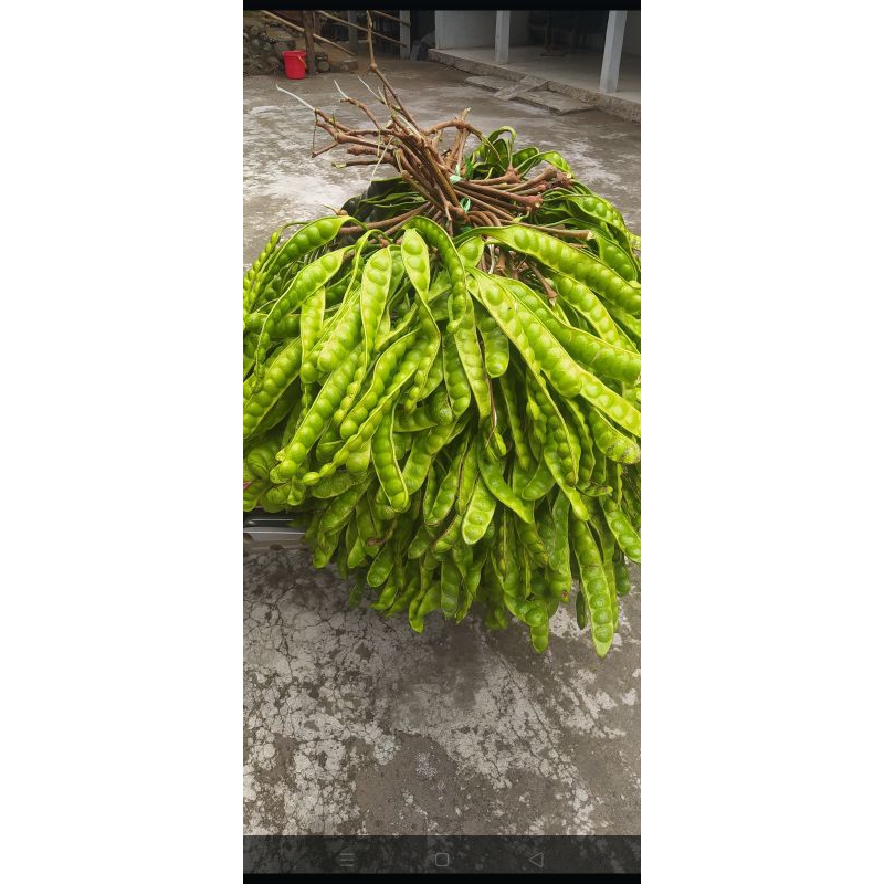 

petetua 10 papan 20 ribu