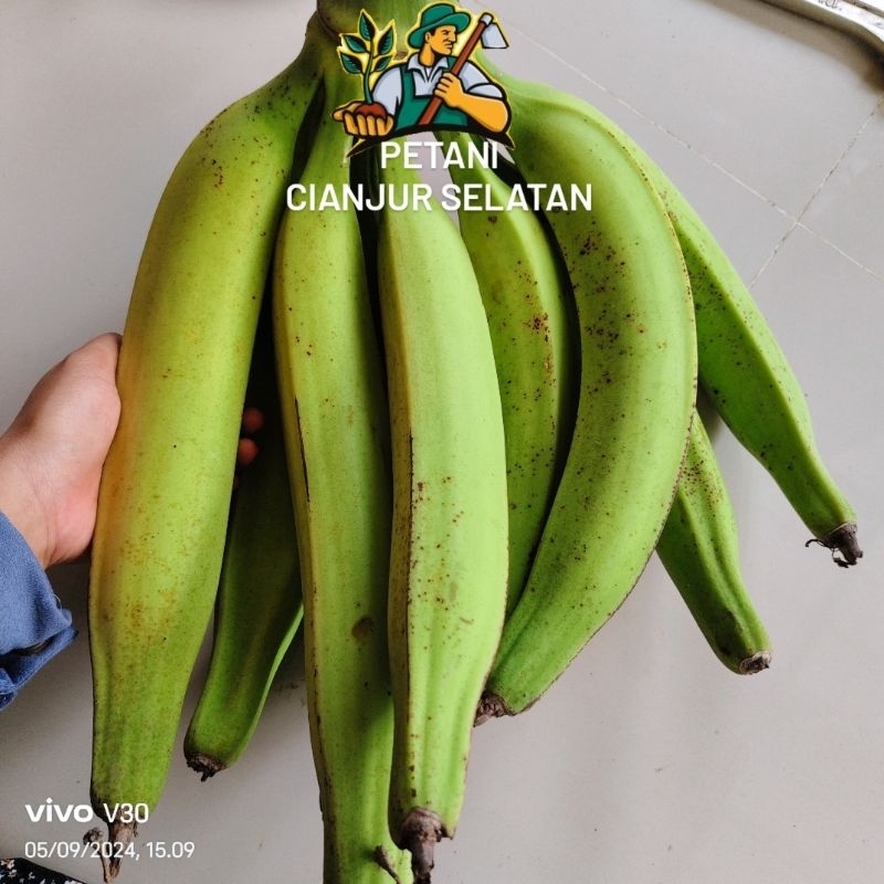 

Pisang Tanduk Galek 1kg | Pisang Agung | Pisang Tanduk Jumbo