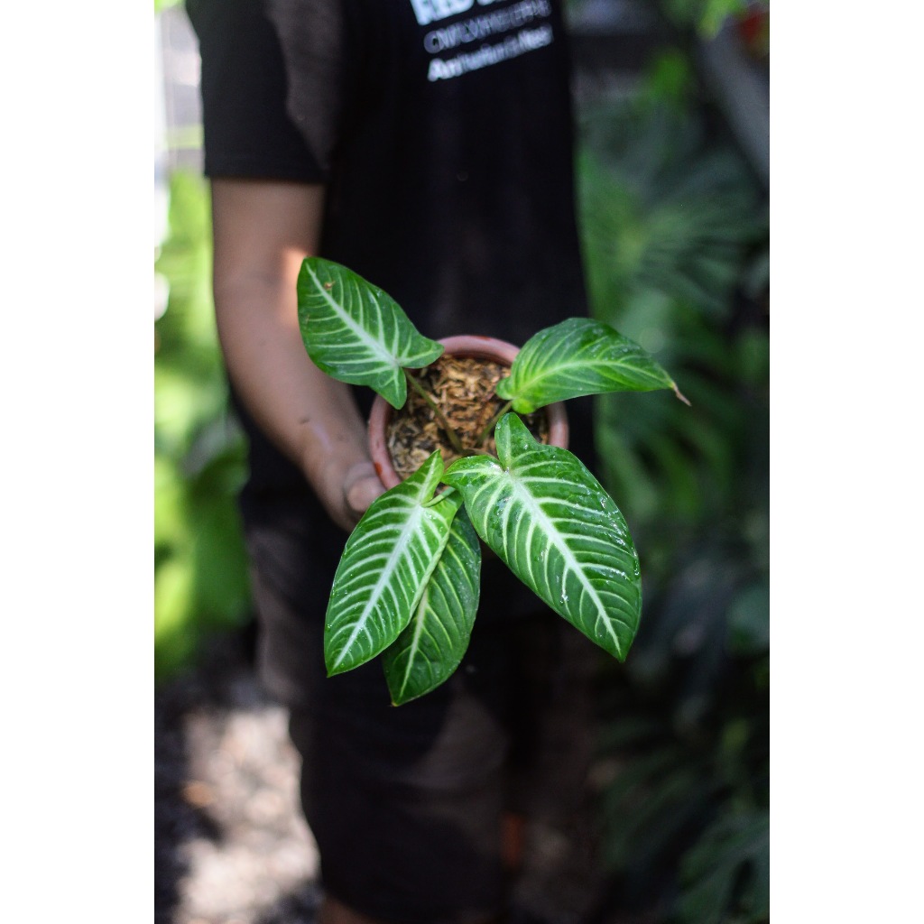 Xantosoma Lindenii Tanaman Hias