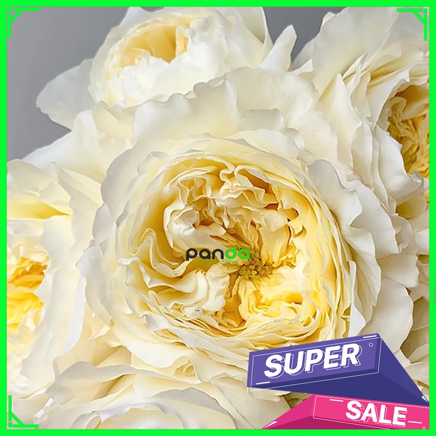 Mawar Import Patience - Mawar Wangi