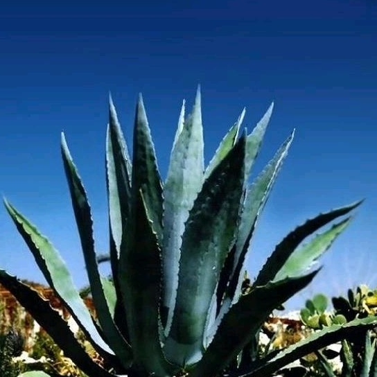 Benih Langka / Biji Sukulen / Succulent Seeds: Lidah Naga Amerika / Agave Americana ssp Americana / 