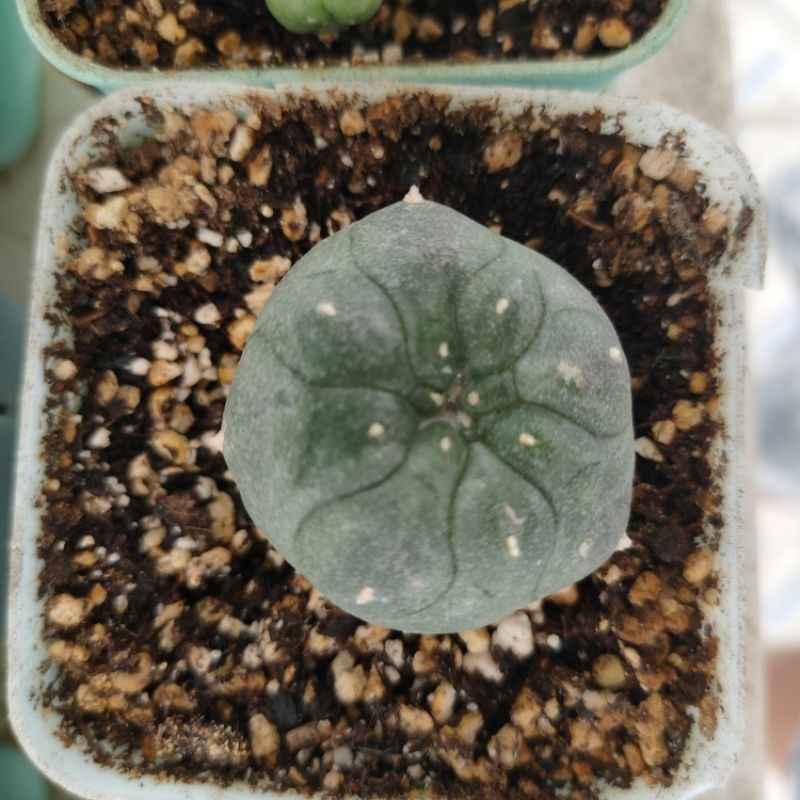 kaktus lophophora