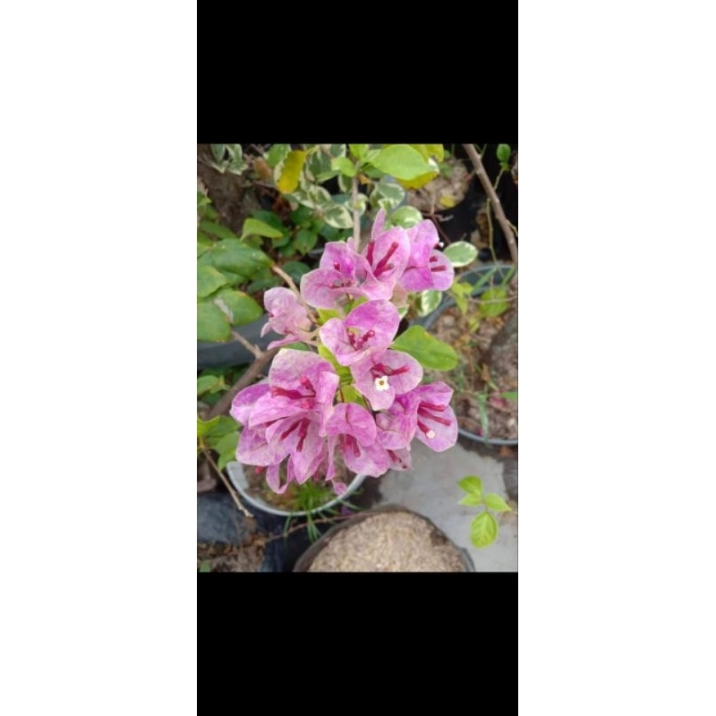 Bougenville Vietnam splash