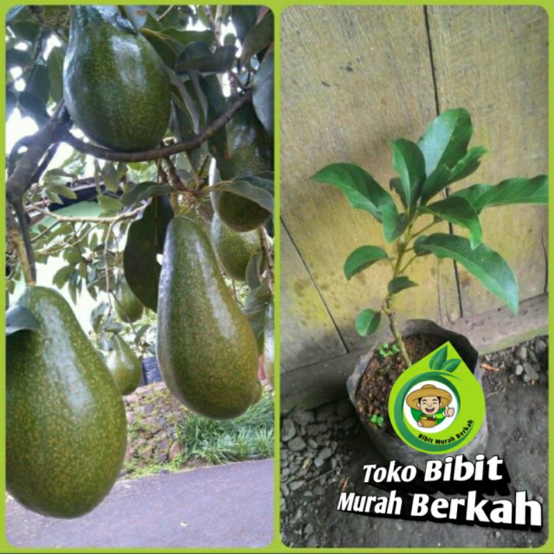 Bibit alpukat aligator tinggi 1 meter