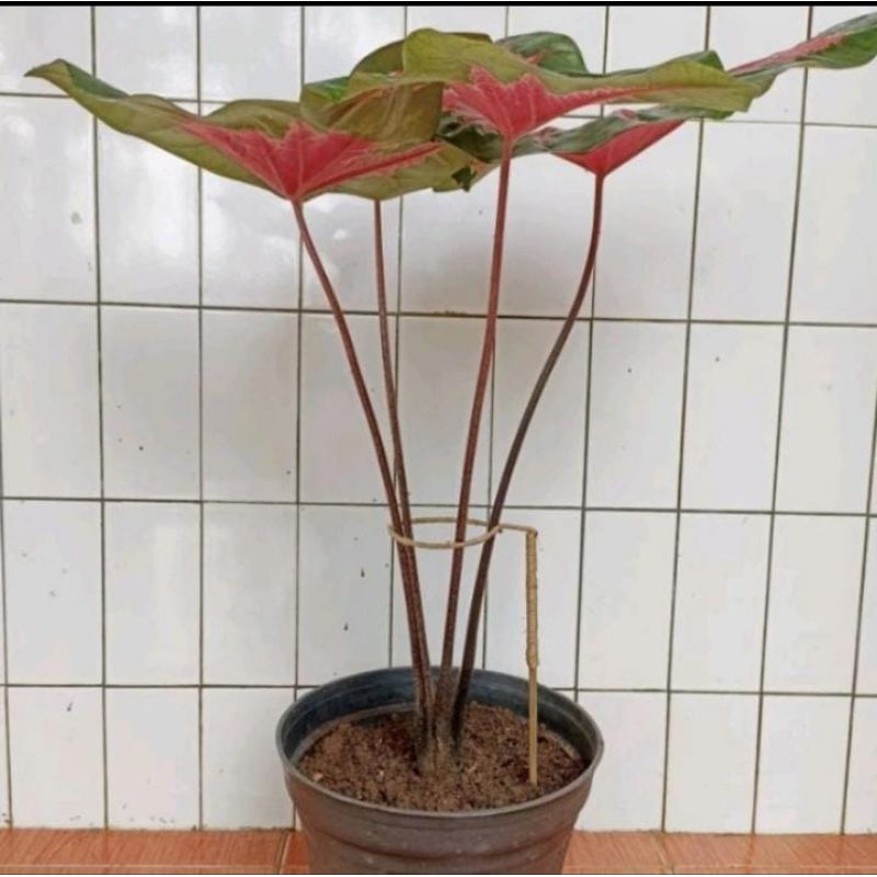 Penyangga Tanaman Keladi / Ajir Keladi, Alocasia, dll