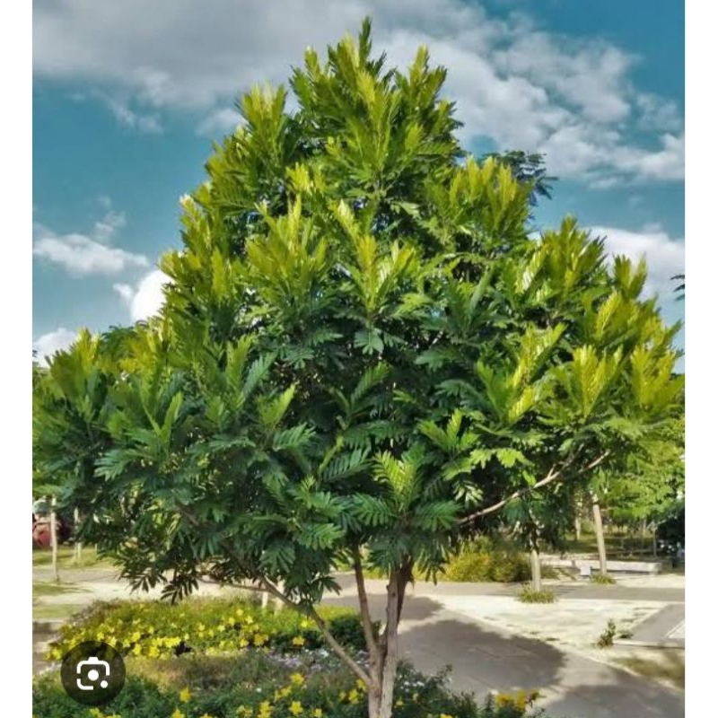 Pohon Kiara payung tinggi 2meter