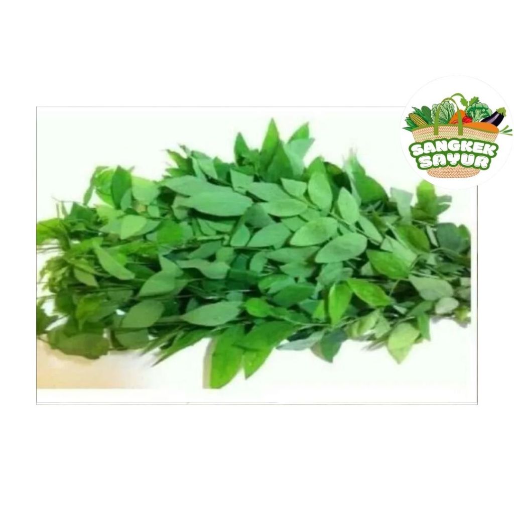 

Daun Katuk per Ikat - sangkek.sayur PALEMBANG