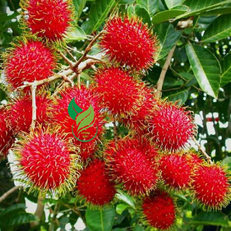 Bibit Rambutan Binjai Berbunga LIVE