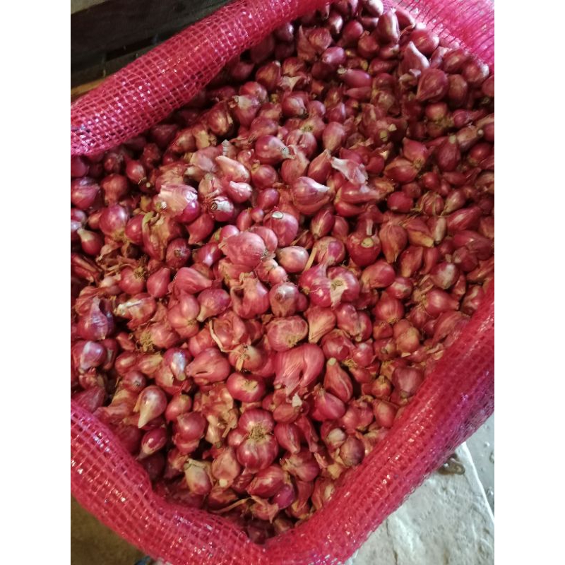 

Bawang Merah Gede Campur