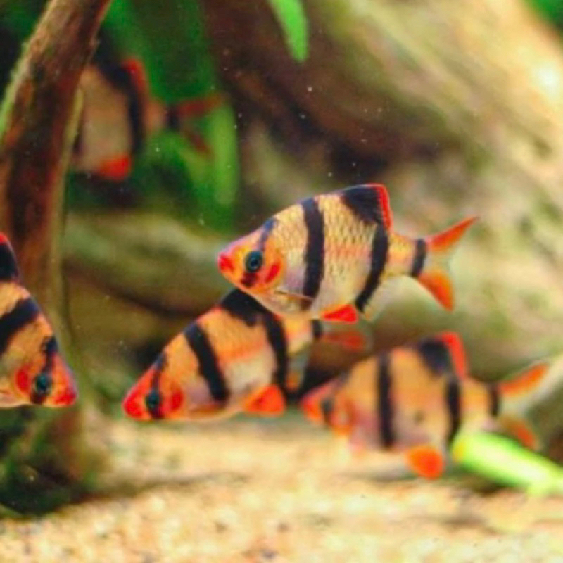 IKAN HIAS SUMATRA AQUASCAPE AQUARIUM / IKAN HIAS / IKAN HIAS AQUASCAPE AQUARIUM