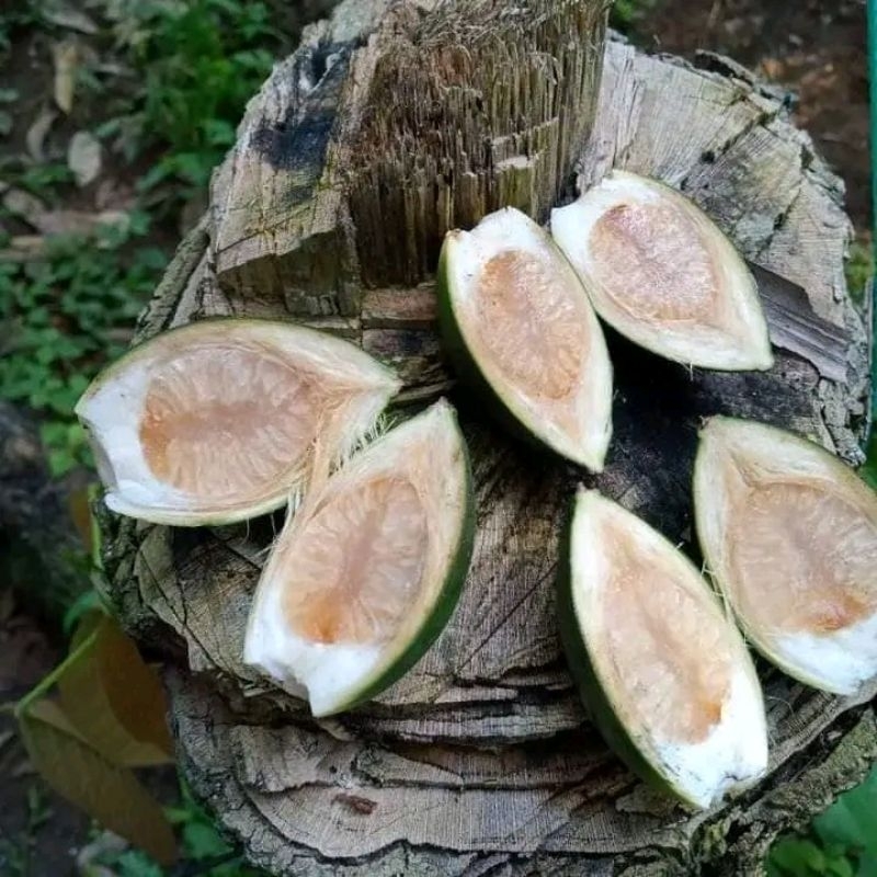 

TERLARIS‼️BUAH PINANG MUDA SEGAR FRESH SATUAN