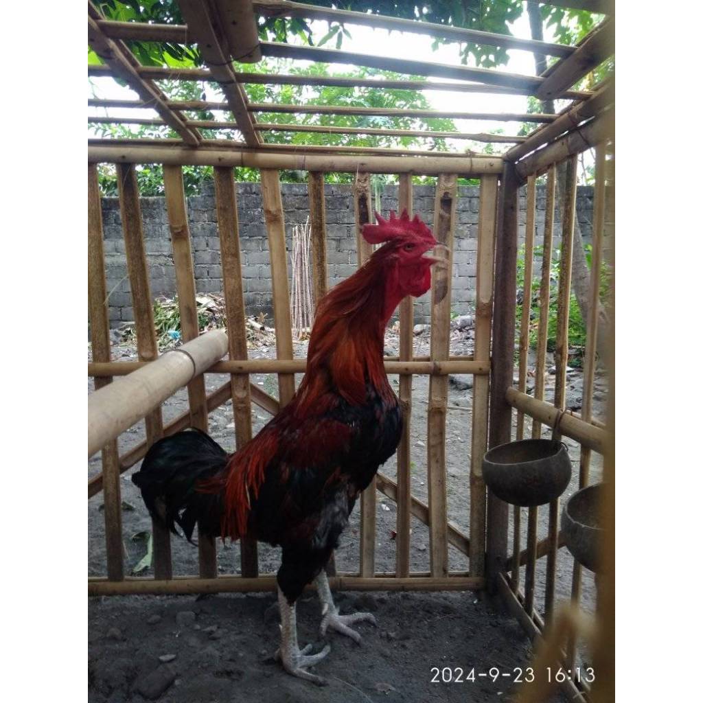 

Telur Ayam Pelung Bulu Merah Untuk Ditetaskan Fertil