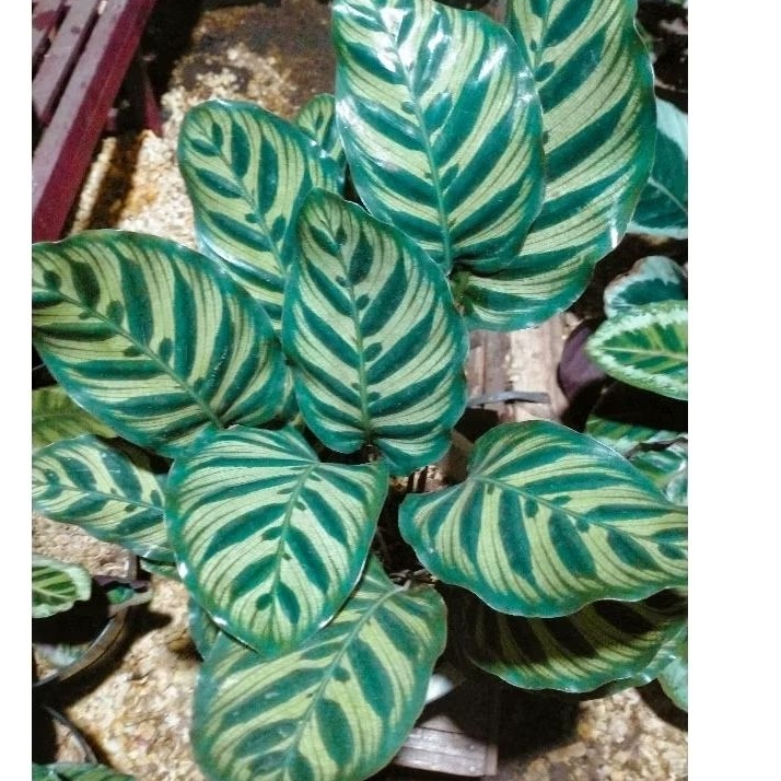 Calathea Makoyana Import Thailand//Makoyana Import//bunga kalatea