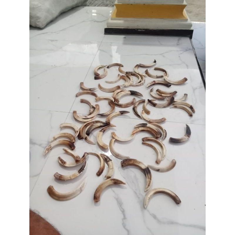 TARING BABI HUTAN ORIGINAL