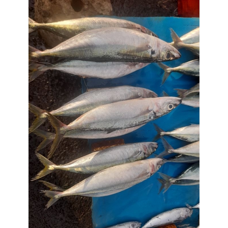 

ikan layang besar(isi3ekor