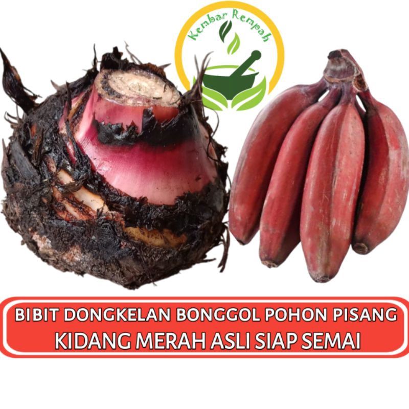 Bibit Bonggol Pisang Kidang Merah Super Original Dongkelan Pohon Pisang Merah Asli Siap Semai
