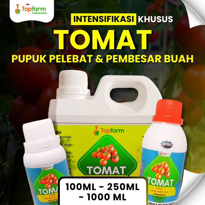 Pupuk Buah Super Lebat Tomat / Pupuk Tanaman Tomat Agar Berbuah Lebat / Pupuk Tomat Agar Berbuah