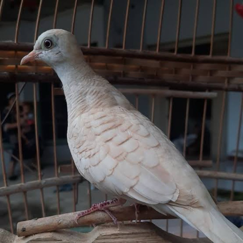 PERKUTUT UDAN MAS MATA MERAH