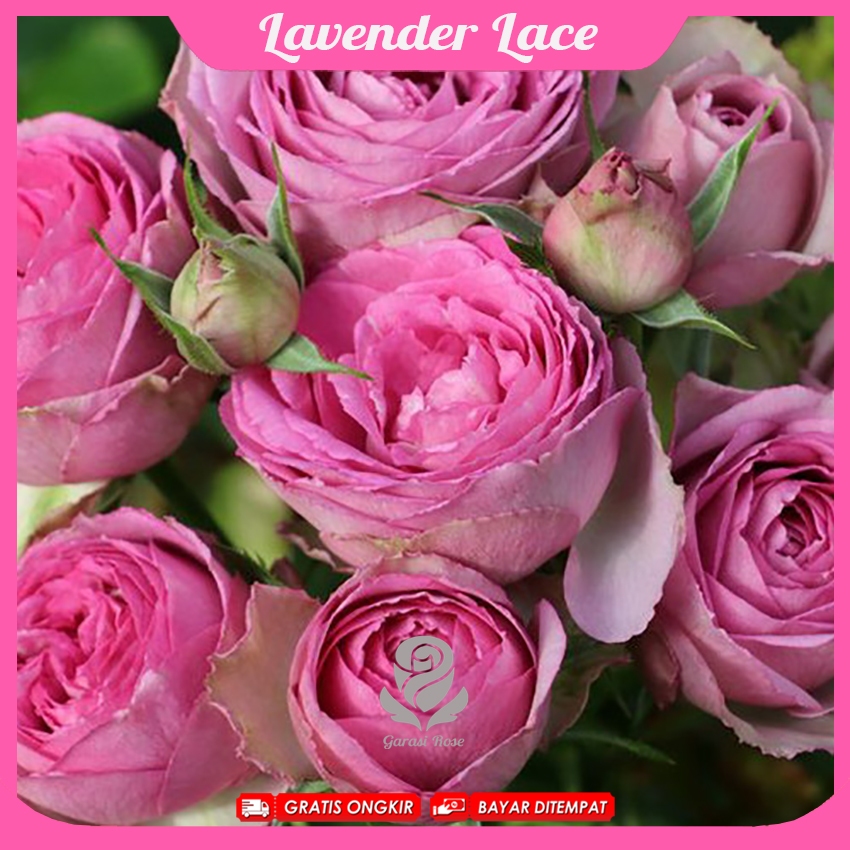 Tanaman Mawar Import Lavender Lace
